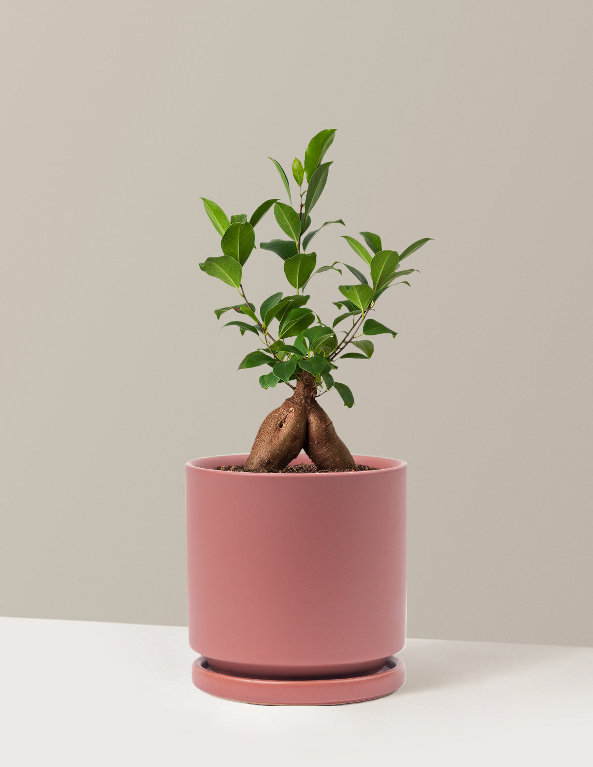 Bonsai Ficus Ginseng