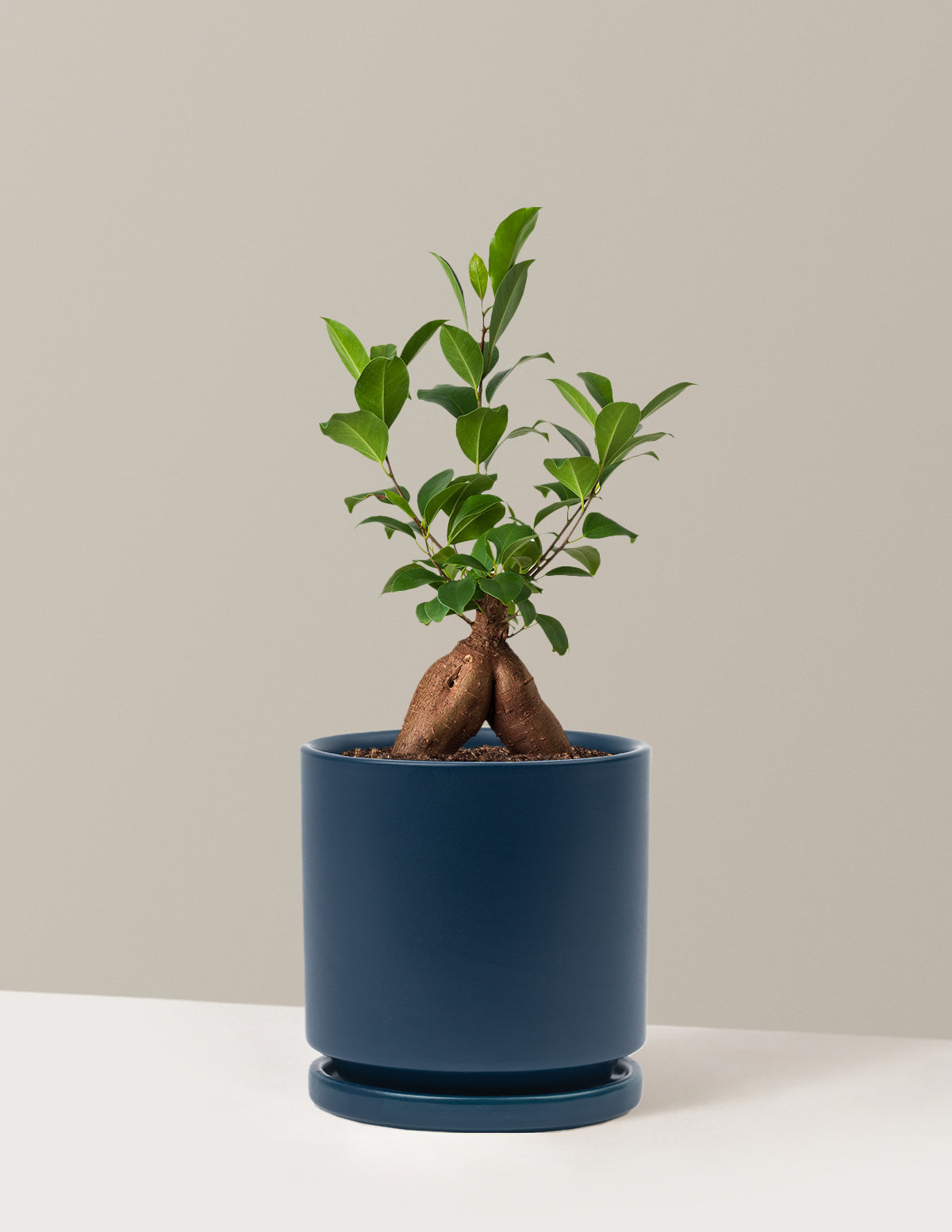 Bonsai Ficus Ginseng