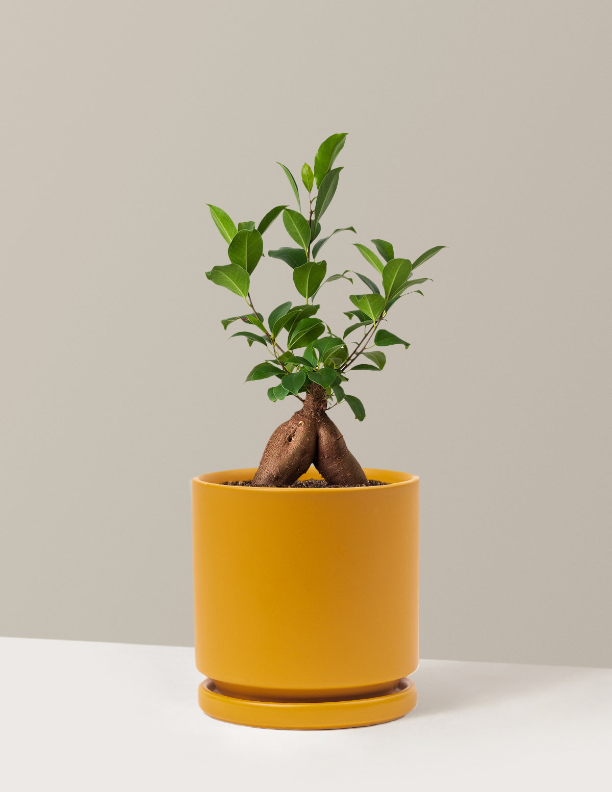 Bonsai Ficus Ginseng