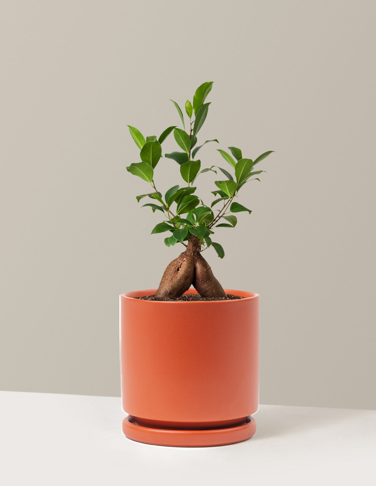 Bonsai Ficus Ginseng