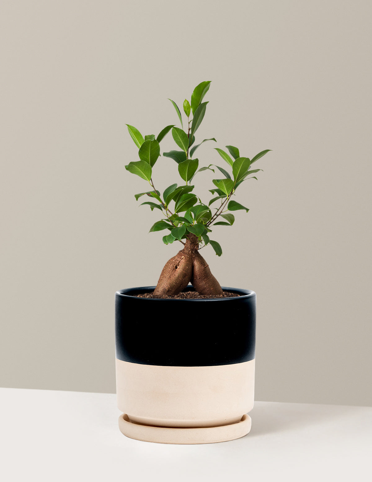 Bonsai Ficus Ginseng