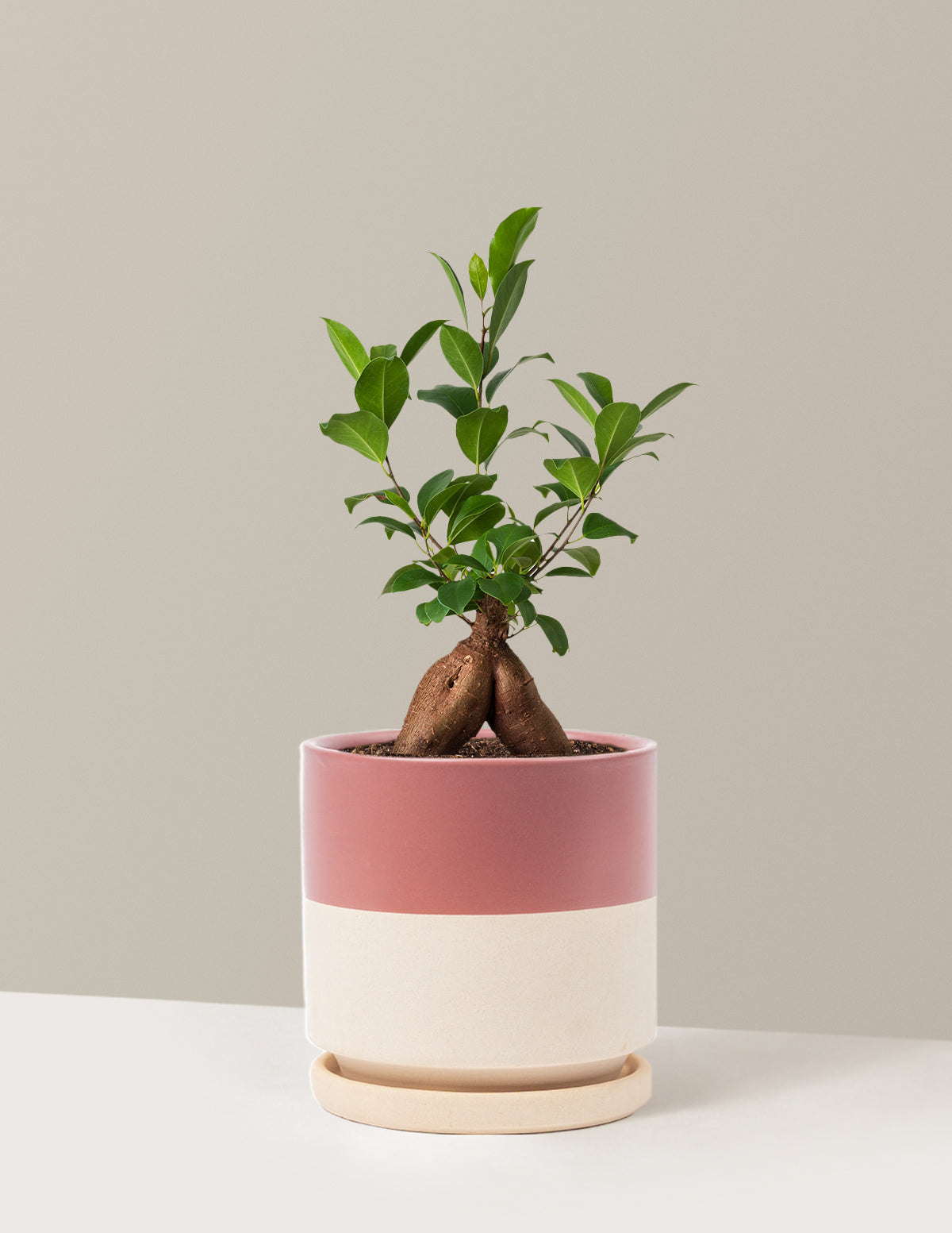 Bonsai Ficus Ginseng