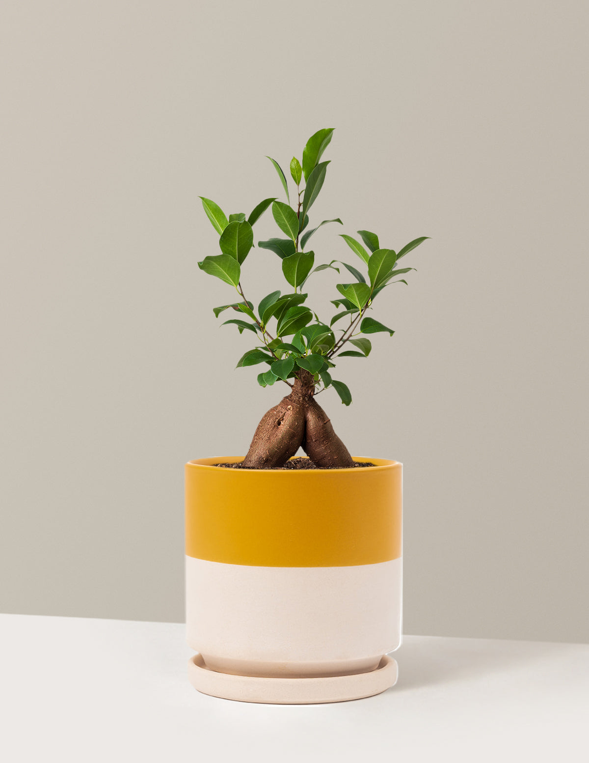 Bonsai Ficus Ginseng