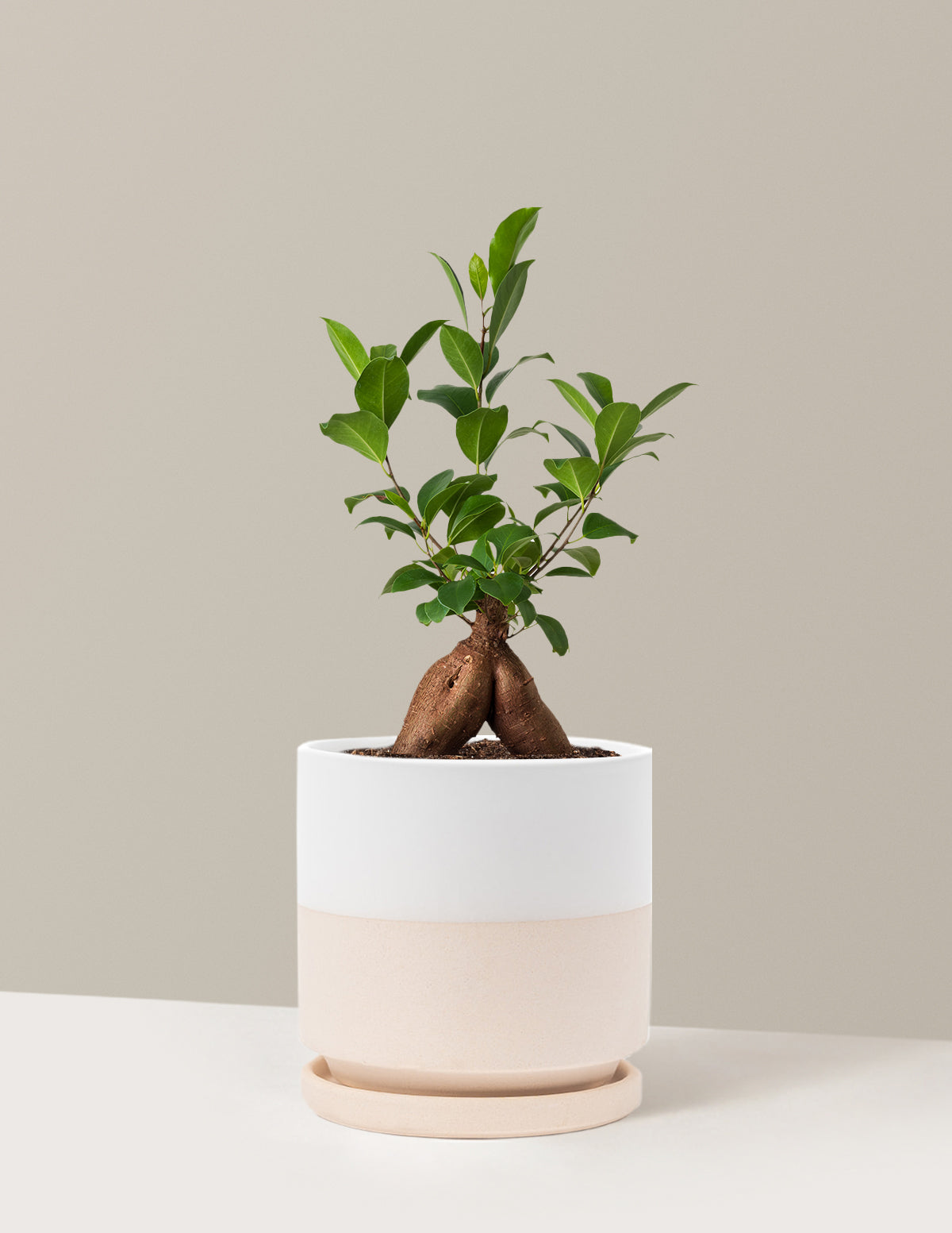 Bonsai Ficus Ginseng