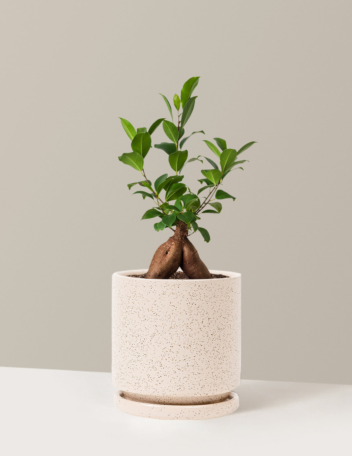 Bonsai Ficus Ginseng