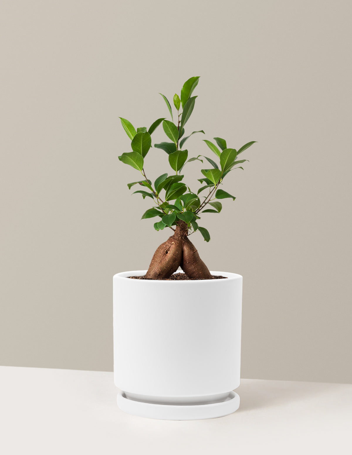 Bonsai Ficus Ginseng