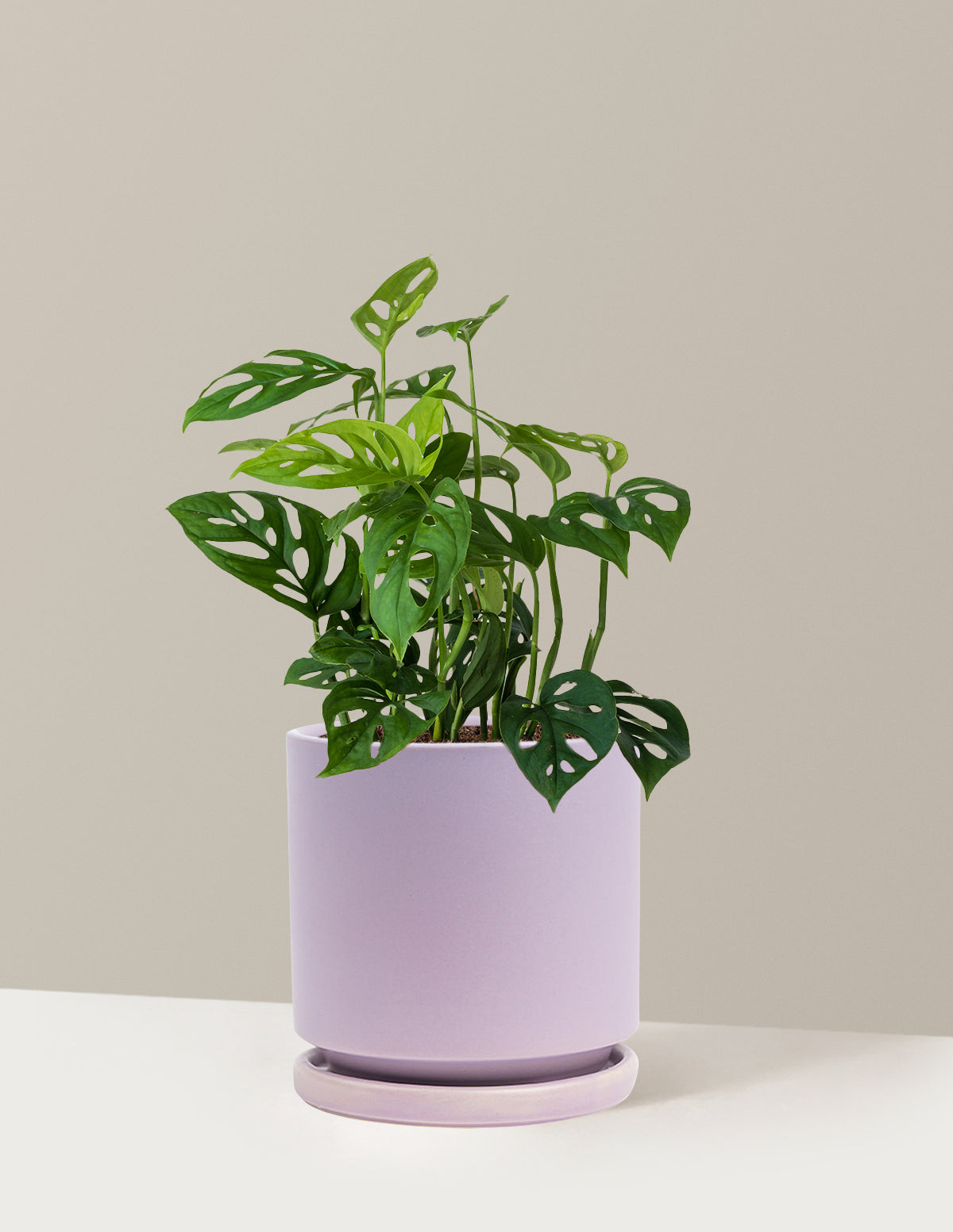Monstera Esqueleto