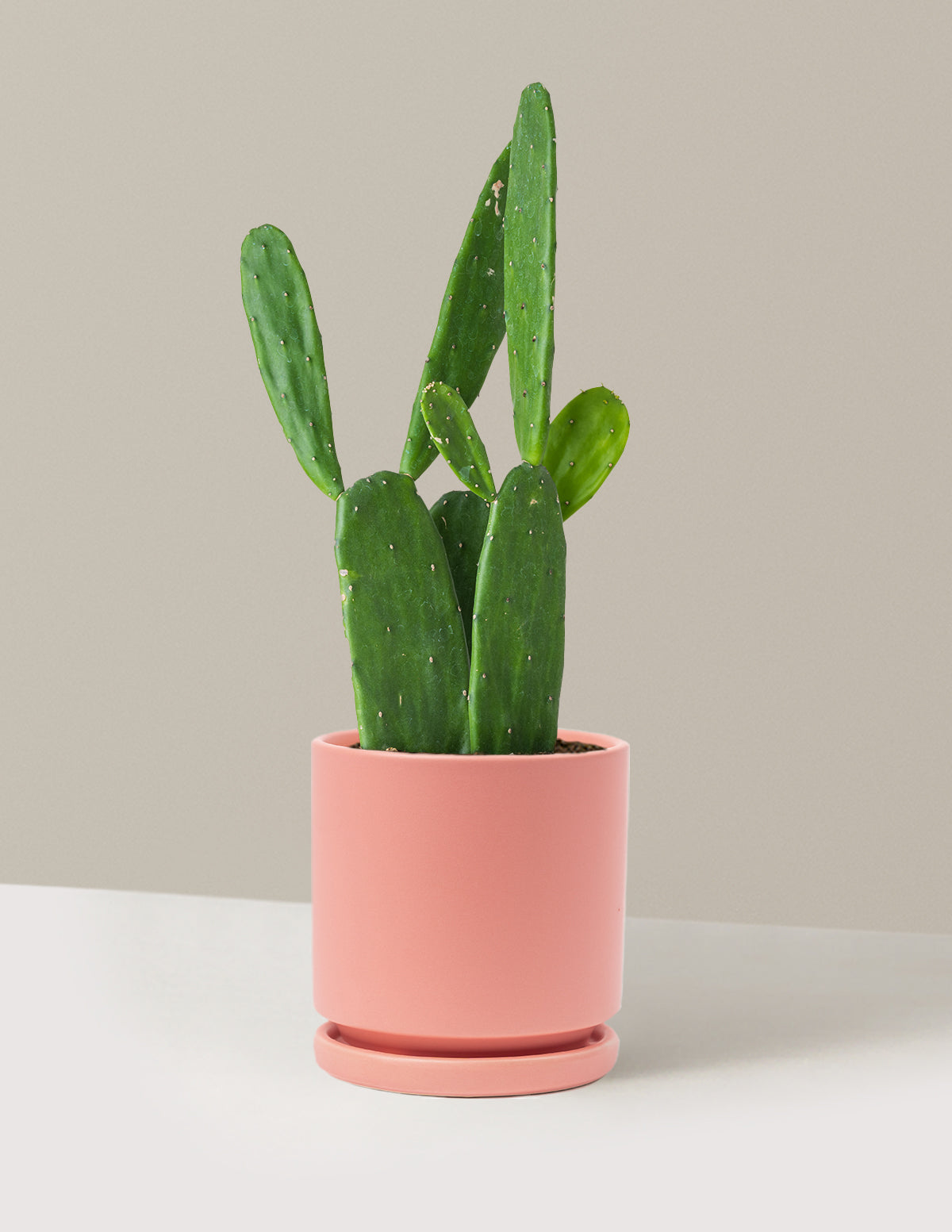 Prickly Pear Cactus