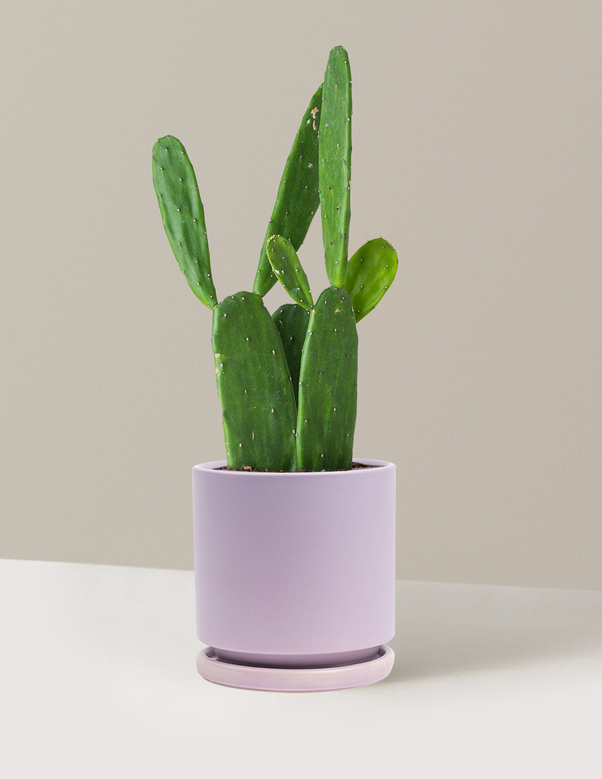 Prickly Pear Cactus