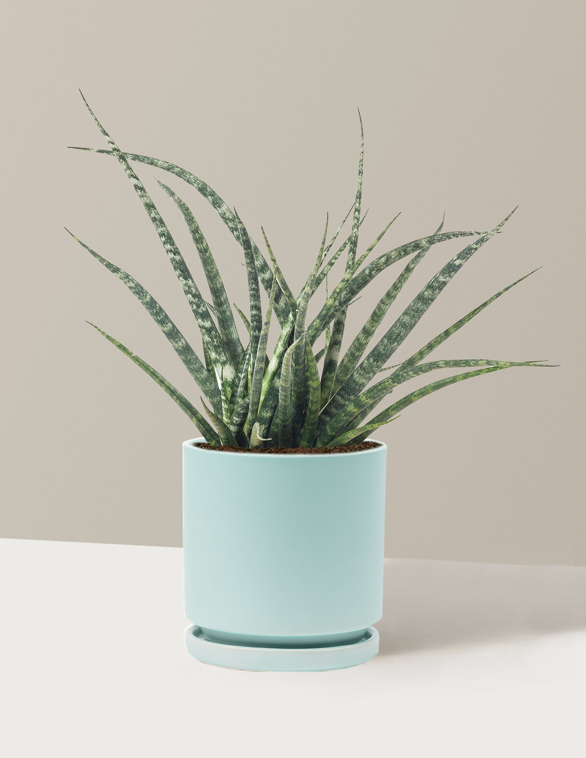 Sansevieria Fernwood