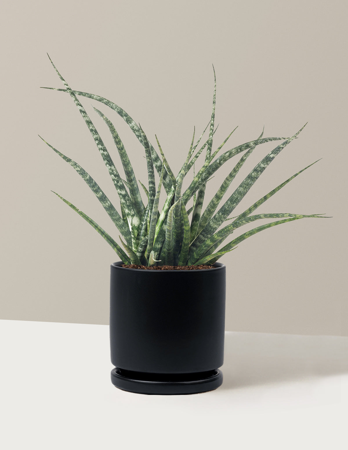 Sansevieria Fernwood