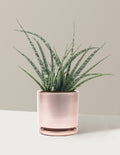Sansevieria Fernwood