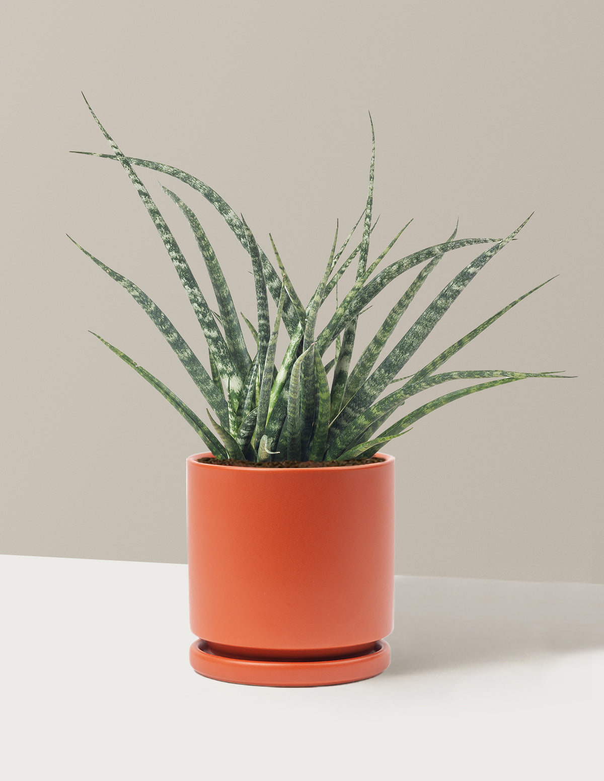 Sansevieria Fernwood