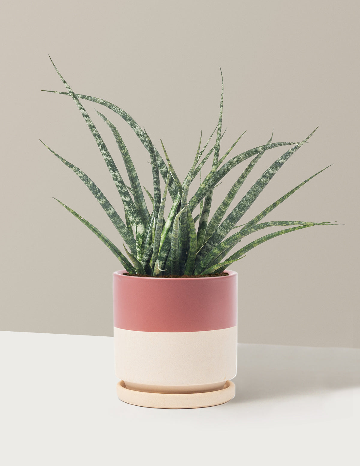Sansevieria Fernwood