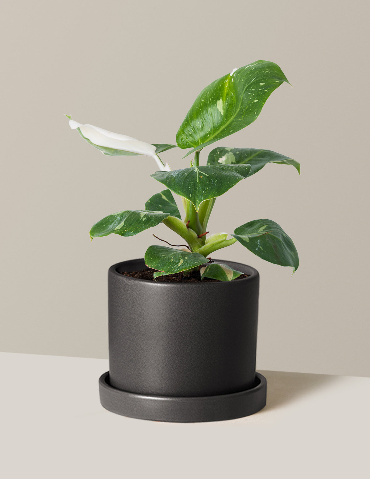 Philodendron White Knight