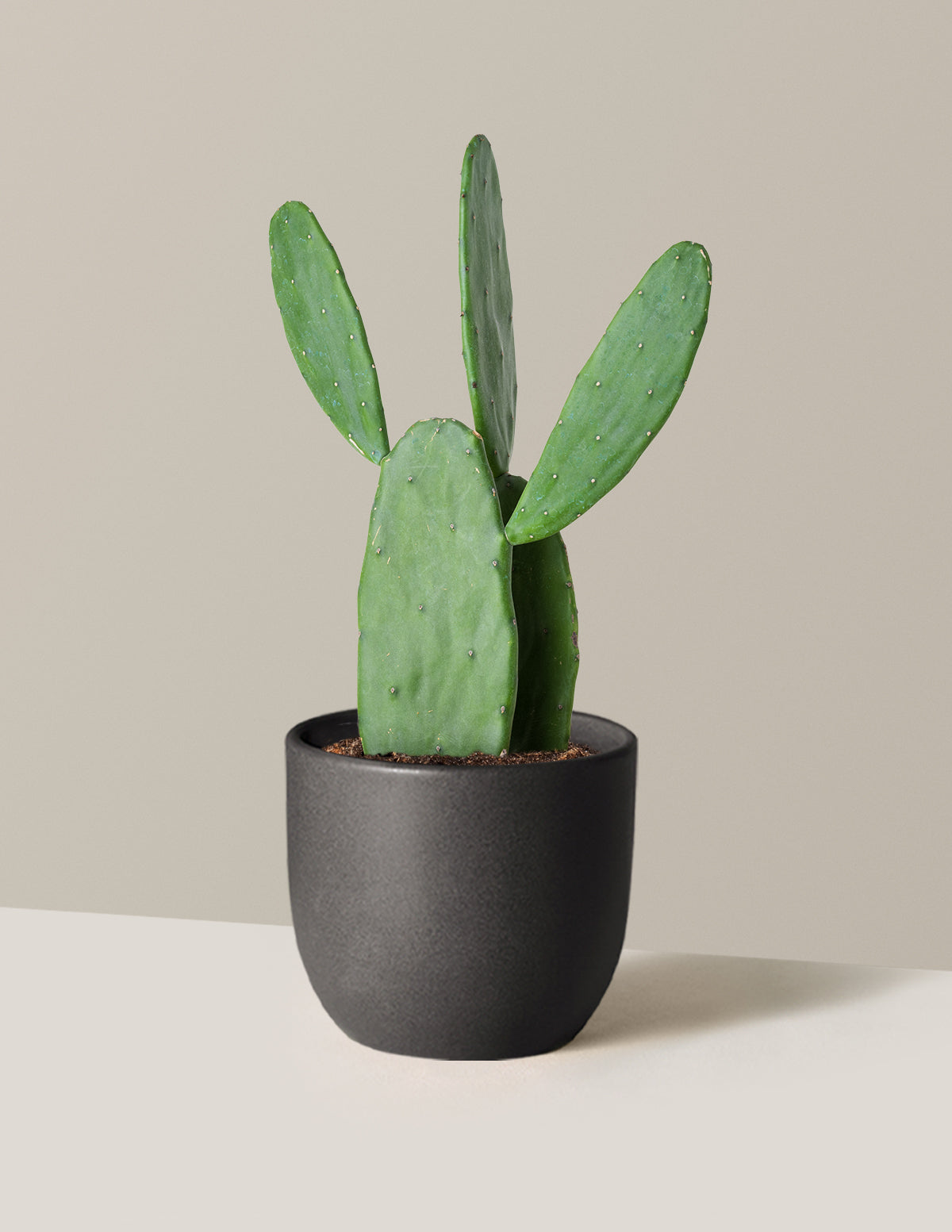 Prickly Pear Cactus