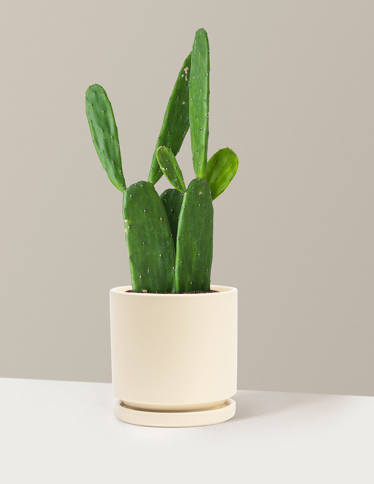 Prickly Pear Cactus