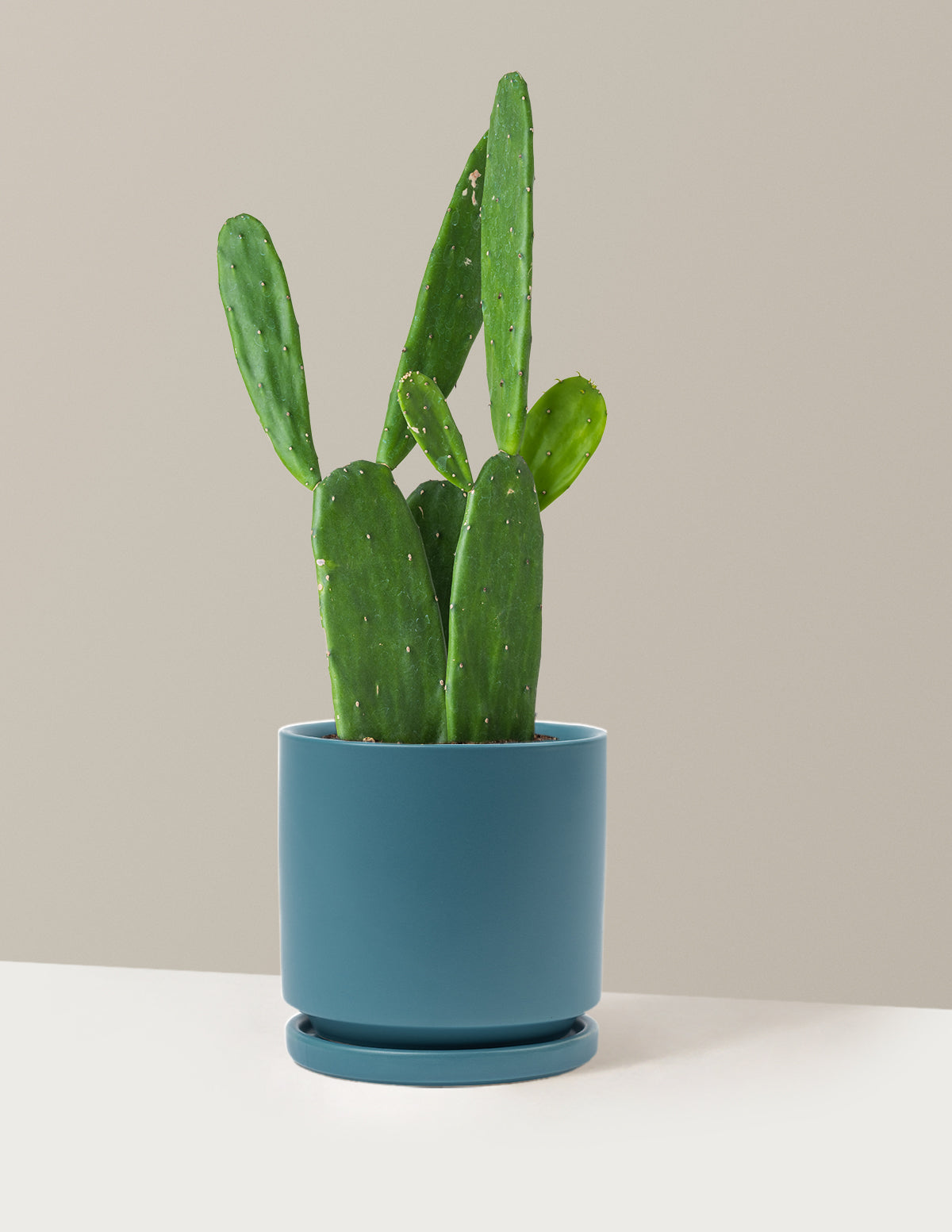 Prickly Pear Cactus