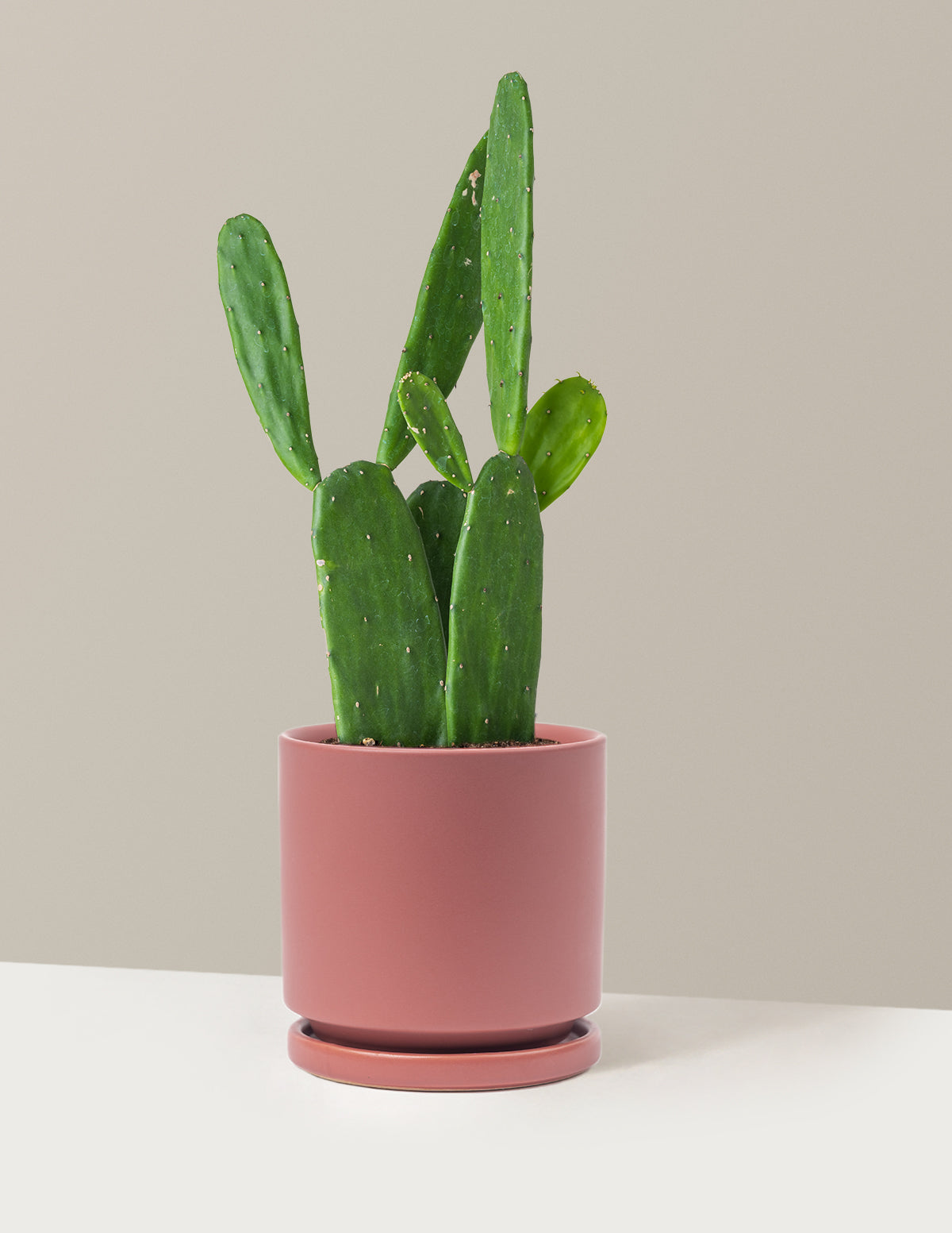 Prickly Pear Cactus