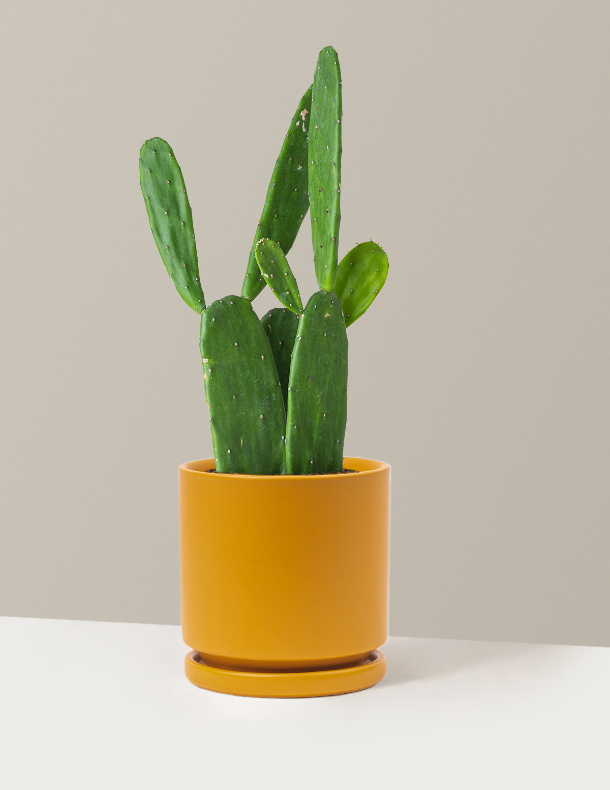 Prickly Pear Cactus