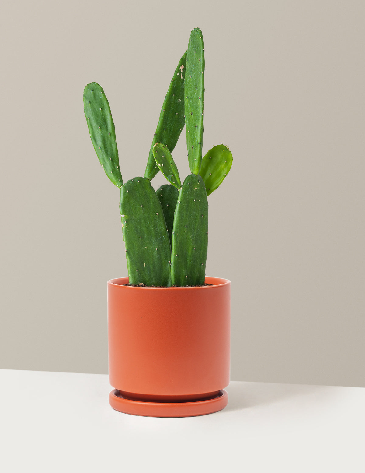 Prickly Pear Cactus