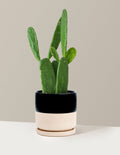 Prickly Pear Cactus
