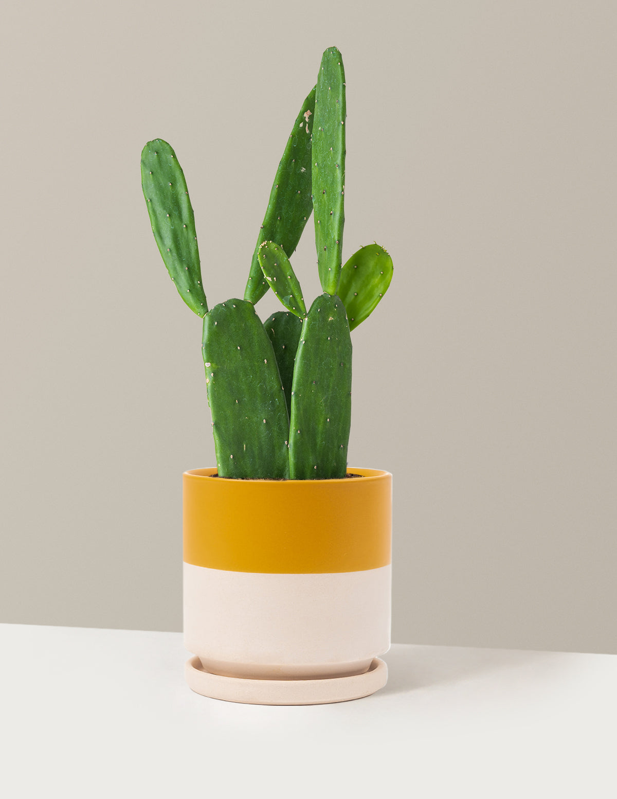 Prickly Pear Cactus