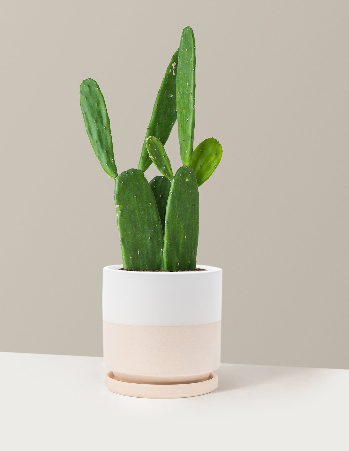 Prickly Pear Cactus