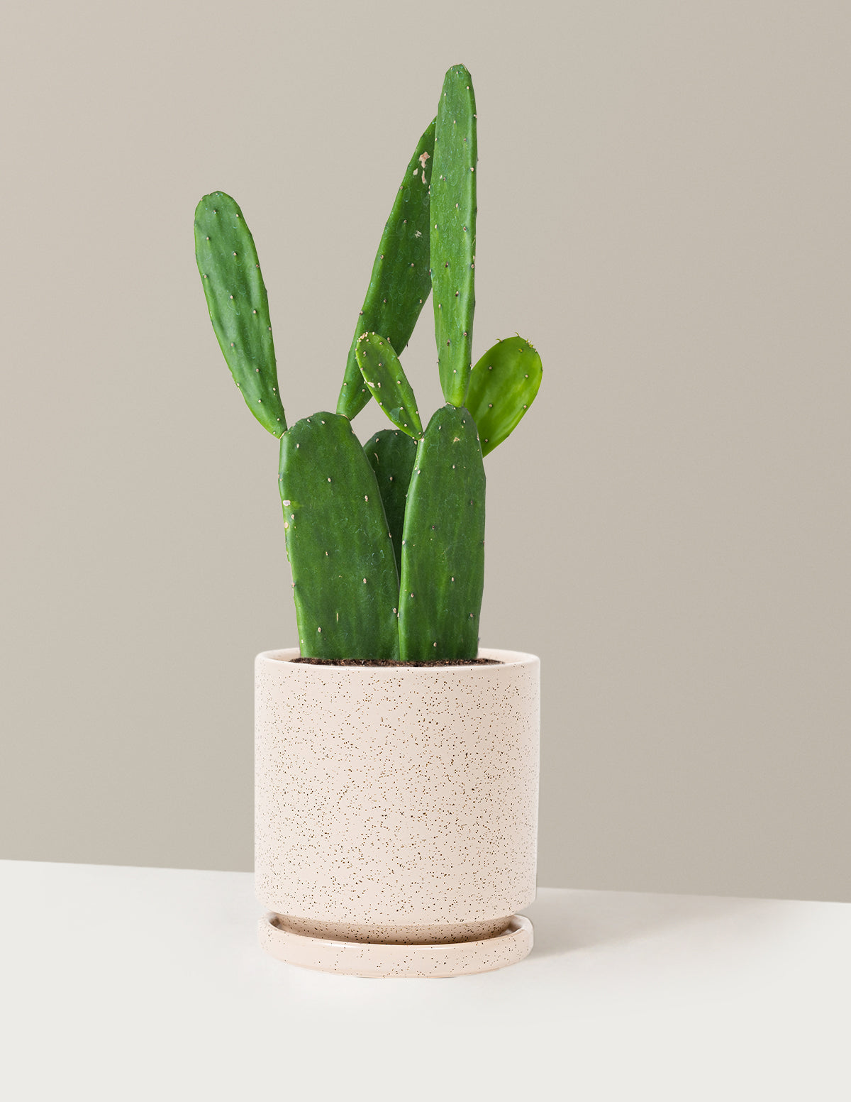 Prickly Pear Cactus