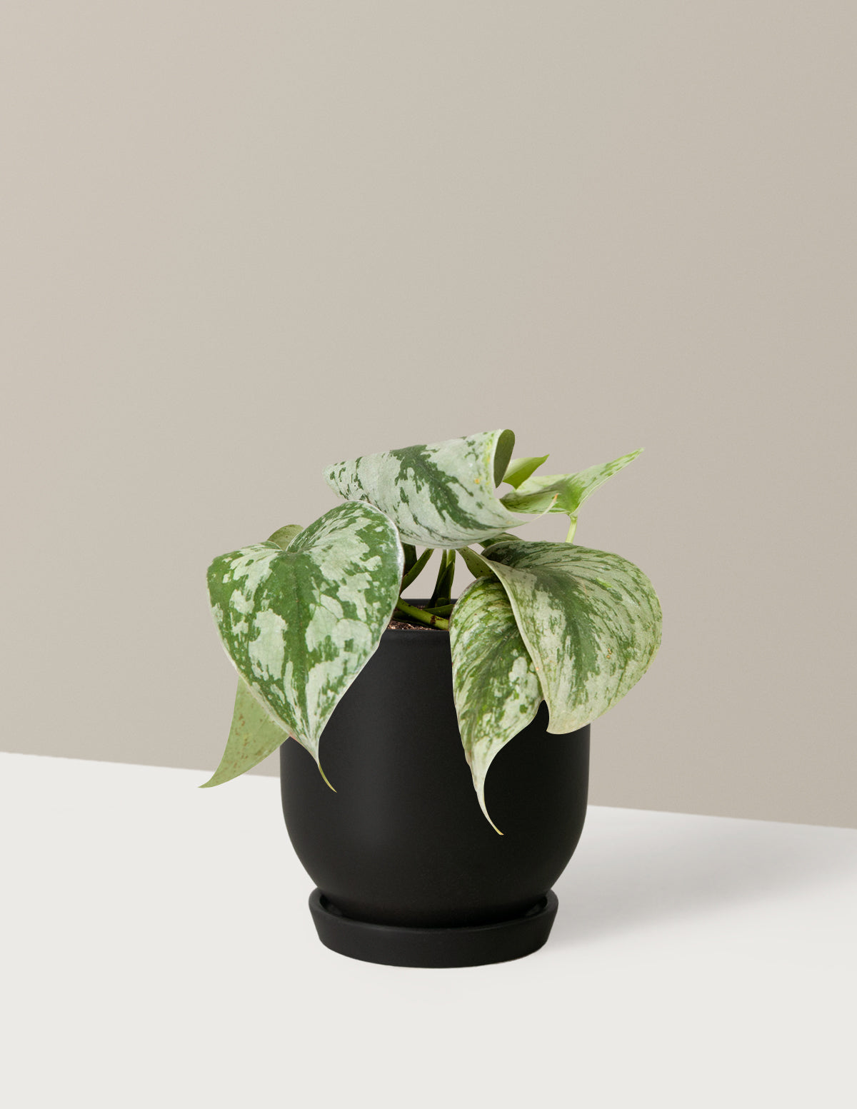 Satin Pothos