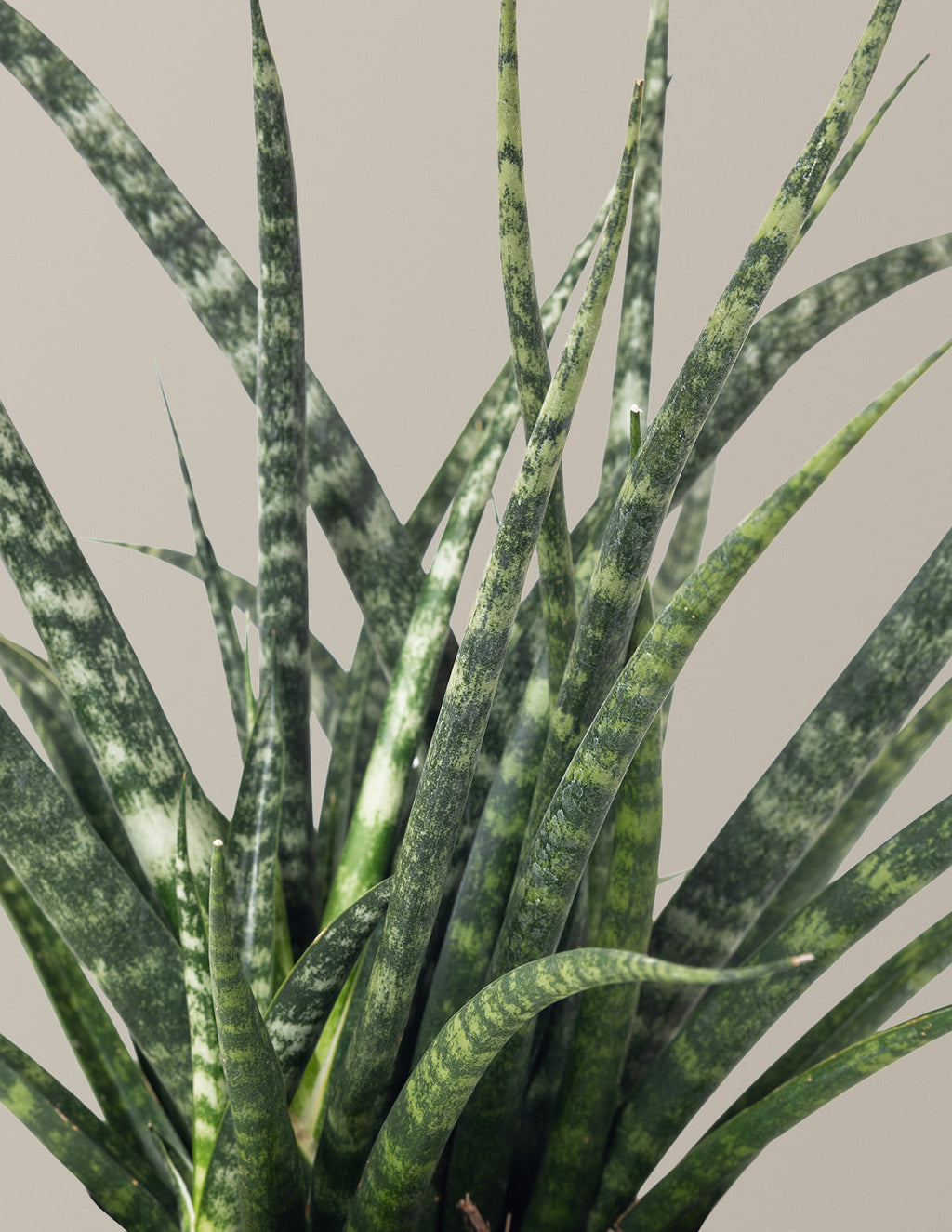 Sansevieria Fernwood