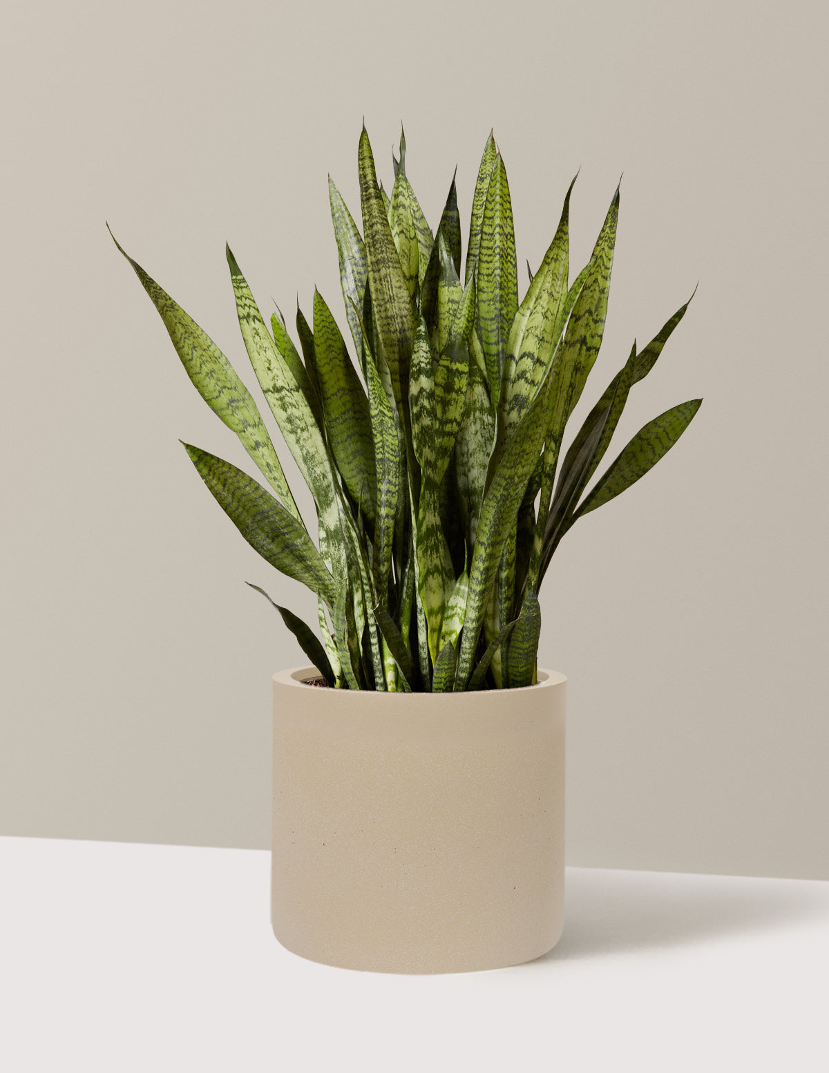 Snake Plant Zeylanica