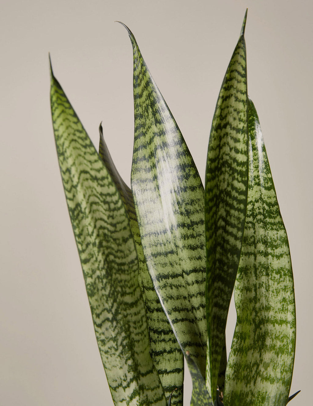 Snake Plant Zeylanica