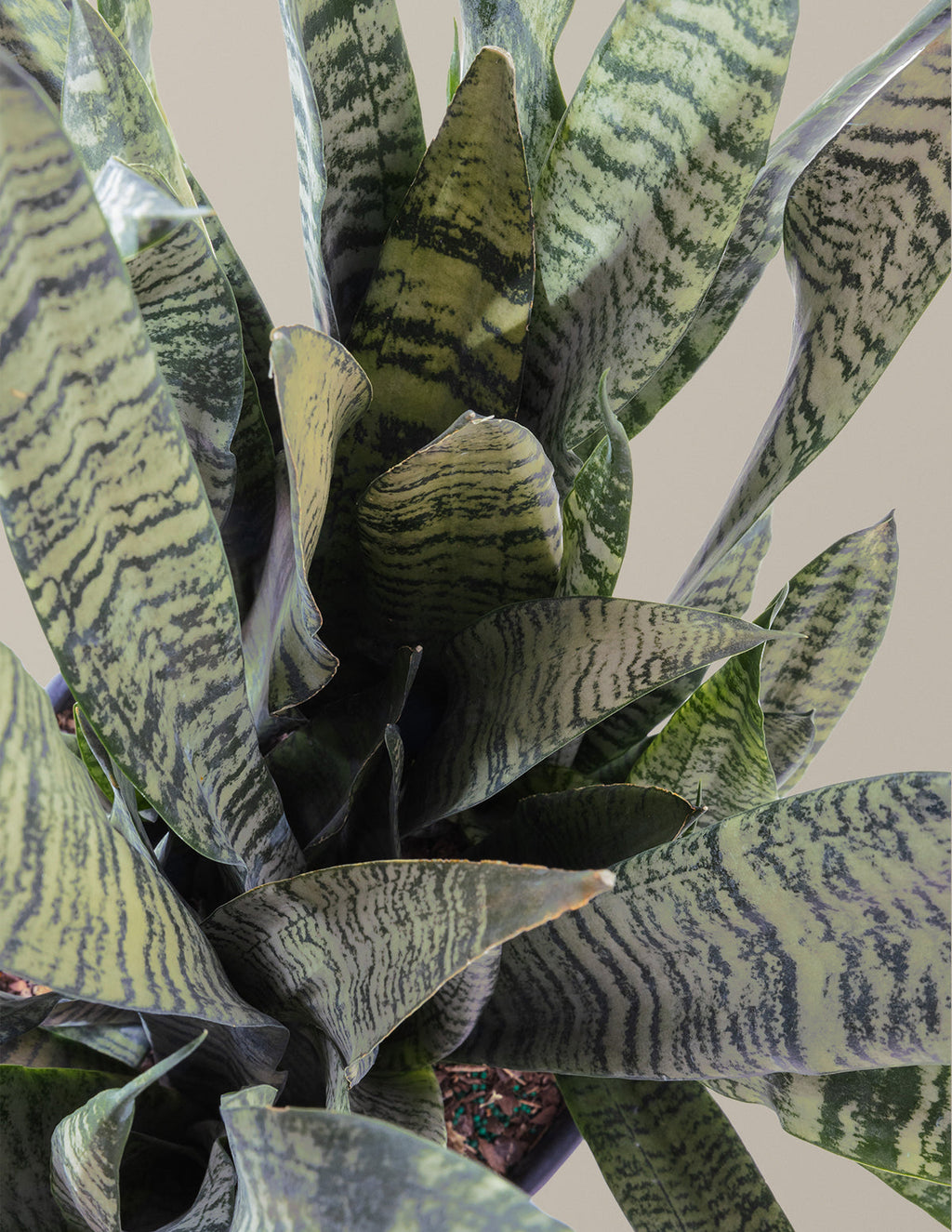 Snake Plant Zeylanica